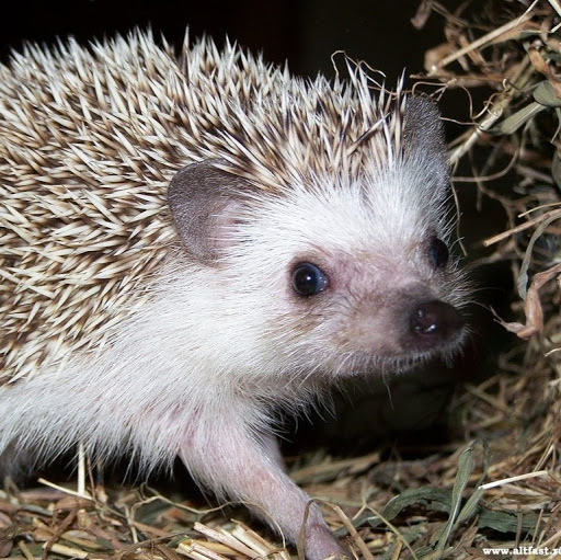 Намиг Багиров М